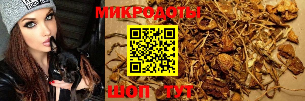 Галлюциногенные грибы Psilocybine cubensis  закладки  Тулун  Вход с VPN 